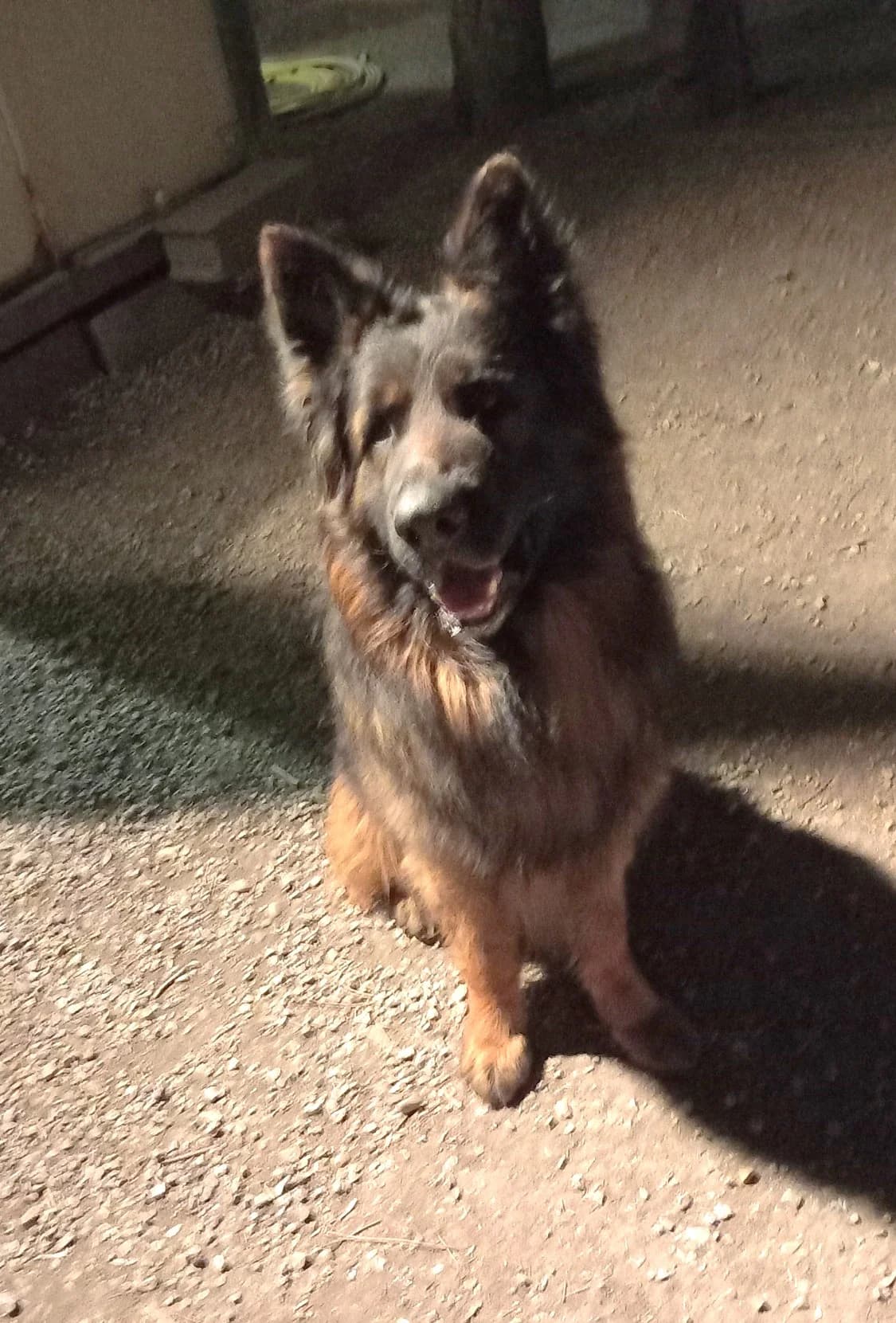 Pancho, Commentaires :     Pancho a du mal à cohabiter avec les autres chiens male German Shepherd for adoption at Association Secours Protection Animale (Manosque), Manosque — photo 2 of 15