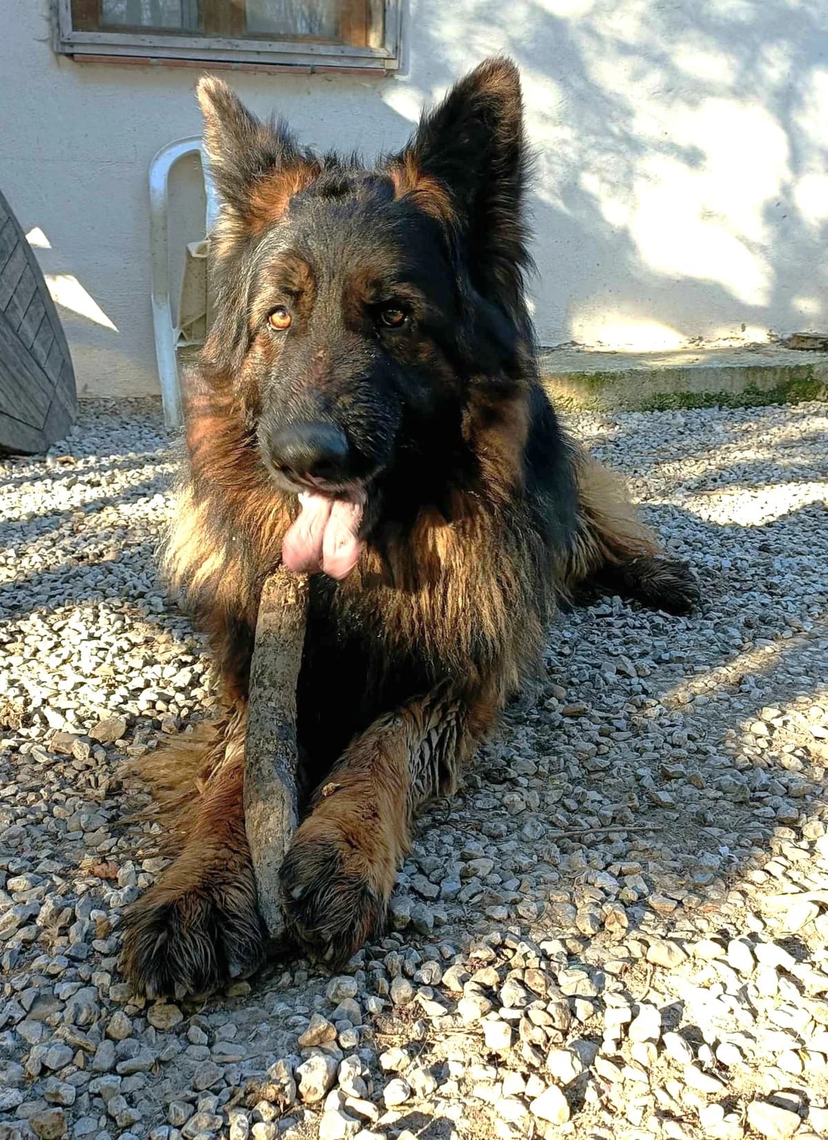 Pancho, Commentaires :     Pancho a du mal à cohabiter avec les autres chiens male German Shepherd for adoption at Association Secours Protection Animale (Manosque), Manosque — photo 3 of 15