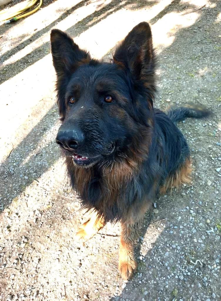 Pancho, Commentaires :     Pancho a du mal à cohabiter avec les autres chiens male German Shepherd for adoption at Association Secours Protection Animale (Manosque), Manosque — photo 4 of 15