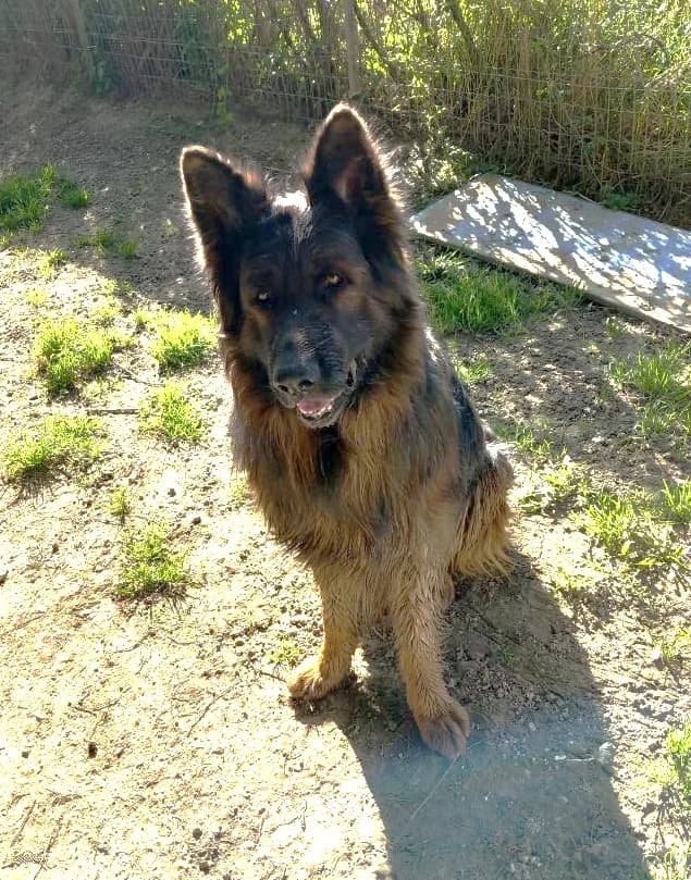 Pancho, Commentaires :     Pancho a du mal à cohabiter avec les autres chiens male German Shepherd for adoption at Association Secours Protection Animale (Manosque), Manosque — photo 5 of 15