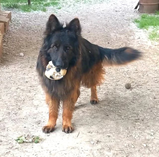 Pancho, Commentaires :     Pancho a du mal à cohabiter avec les autres chiens male German Shepherd for adoption at Association Secours Protection Animale (Manosque), Manosque — photo 6 of 15