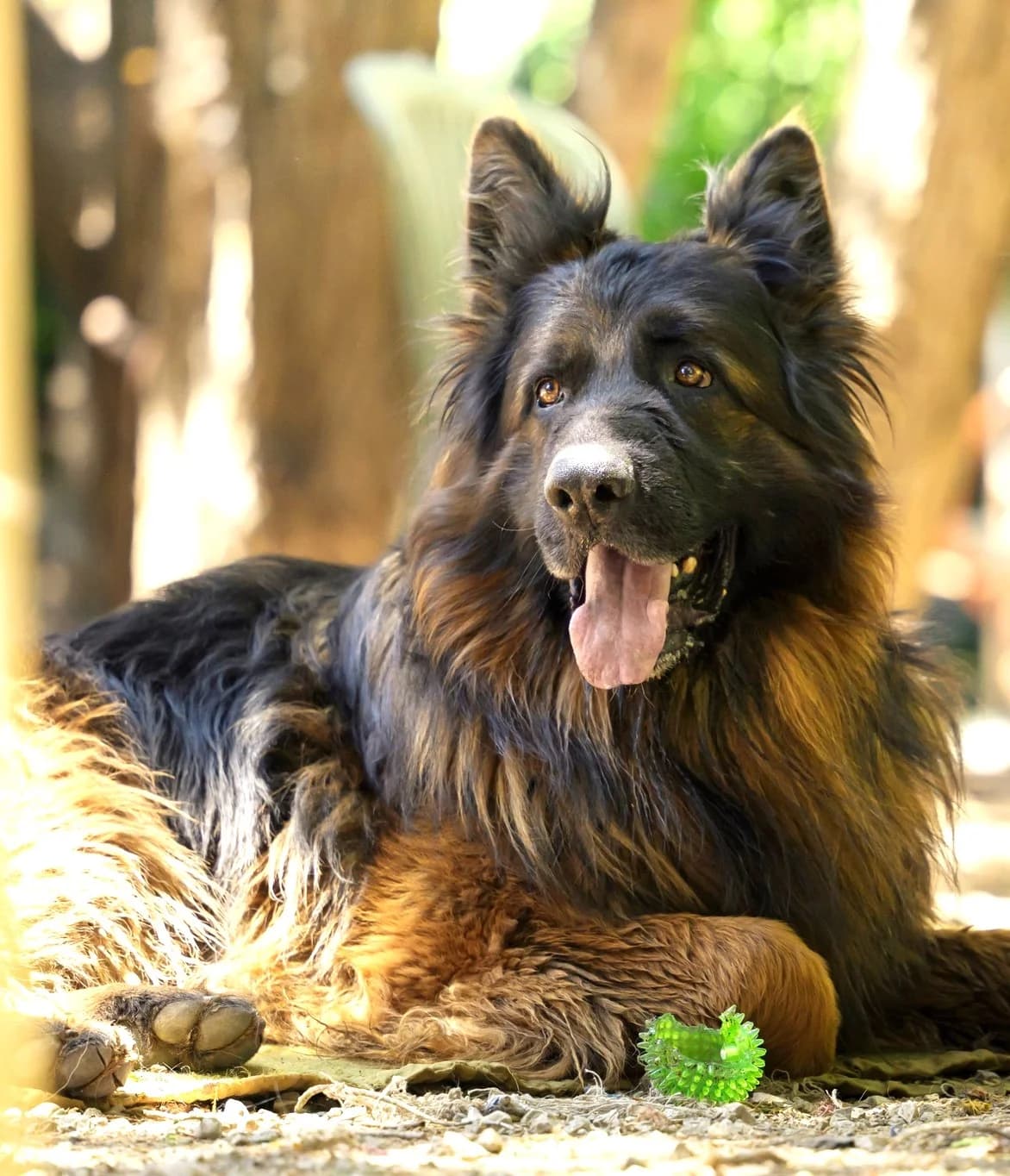 Pancho, Commentaires :     Pancho a du mal à cohabiter avec les autres chiens male German Shepherd for adoption at Association Secours Protection Animale (Manosque), Manosque — photo 7 of 15