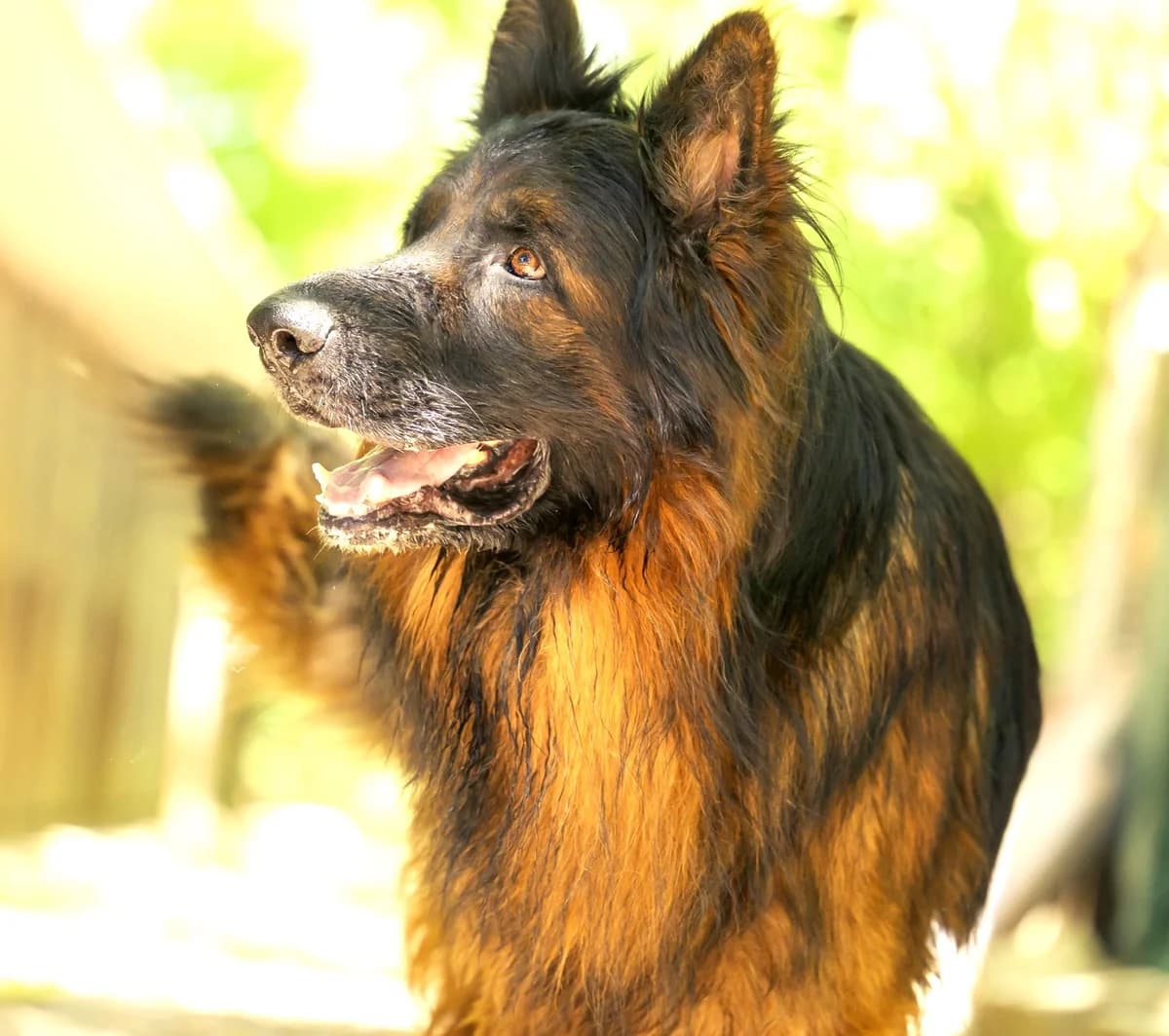 Pancho, Commentaires :     Pancho a du mal à cohabiter avec les autres chiens male German Shepherd for adoption at Association Secours Protection Animale (Manosque), Manosque — photo 8 of 15