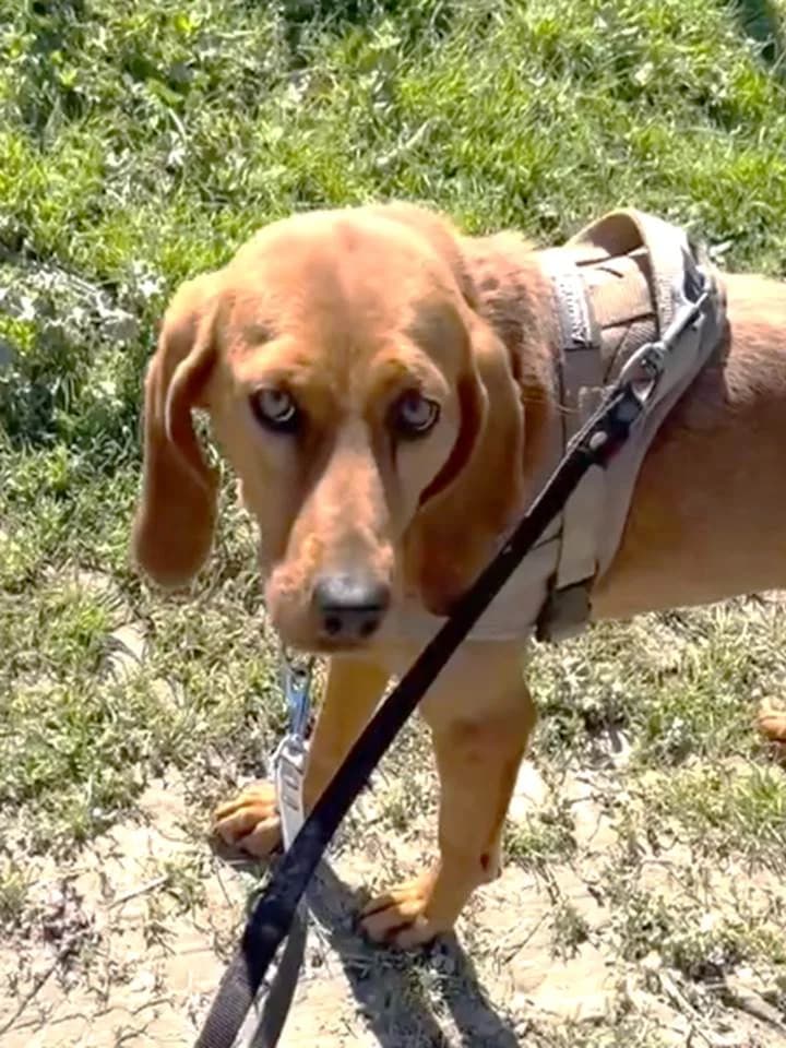 Chance, Fauve female Vizsla for adoption at Association Secours Protection Animale (Manosque), Manosque — photo 2 of 6