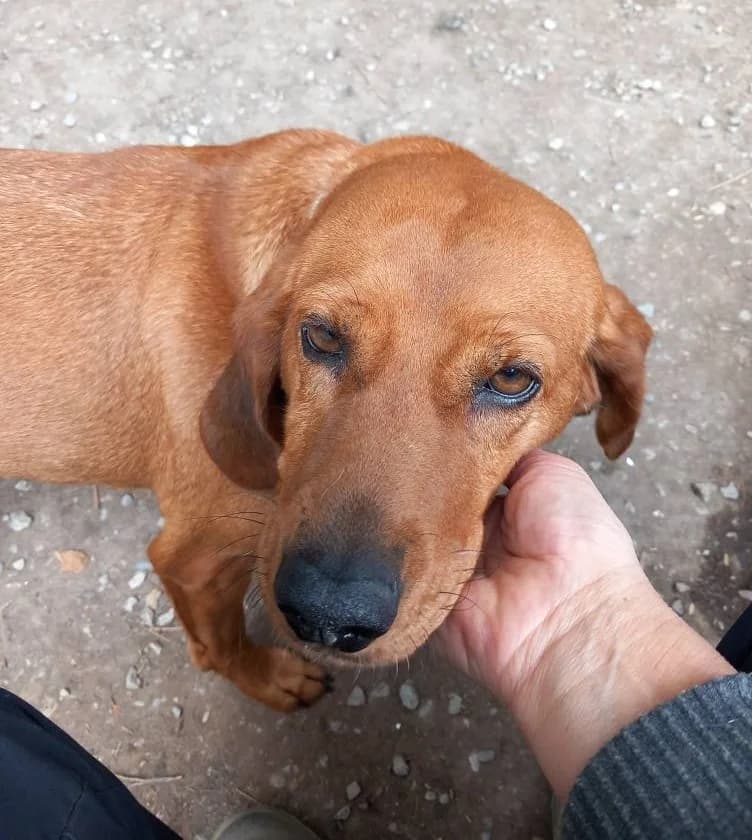Chance, Fauve female Vizsla for adoption at Association Secours Protection Animale (Manosque), Manosque — photo 3 of 6