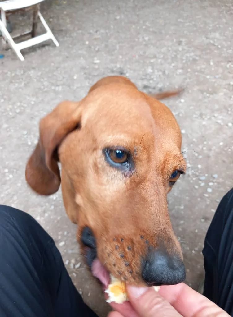 Chance, Fauve female Vizsla for adoption at Association Secours Protection Animale (Manosque), Manosque — photo 4 of 6