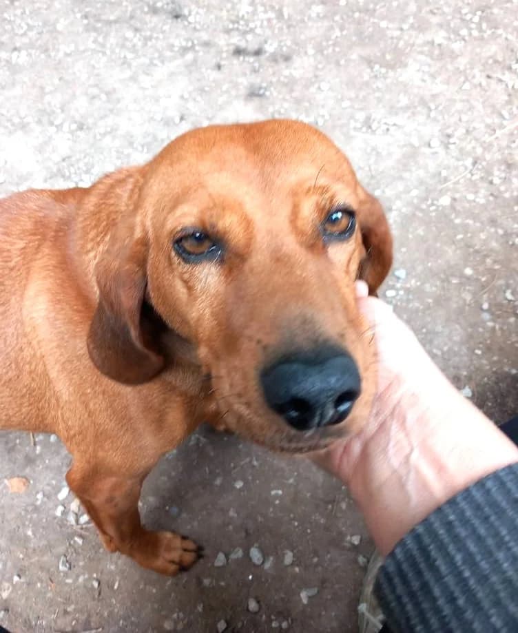 Chance, Fauve female Vizsla for adoption at Association Secours Protection Animale (Manosque), Manosque — photo 5 of 6