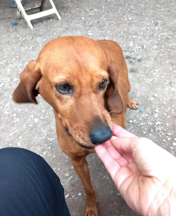 Chance, Fauve female Vizsla for adoption at Association Secours Protection Animale (Manosque), Manosque — photo 6 of 6