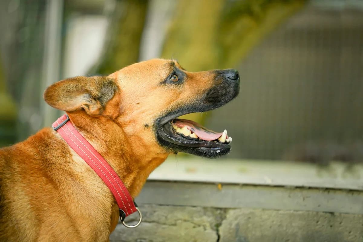 Tex, Fauve male Mixed Breed for adoption at Association Secours Protection Animale (Manosque), Manosque — photo 3 of 19