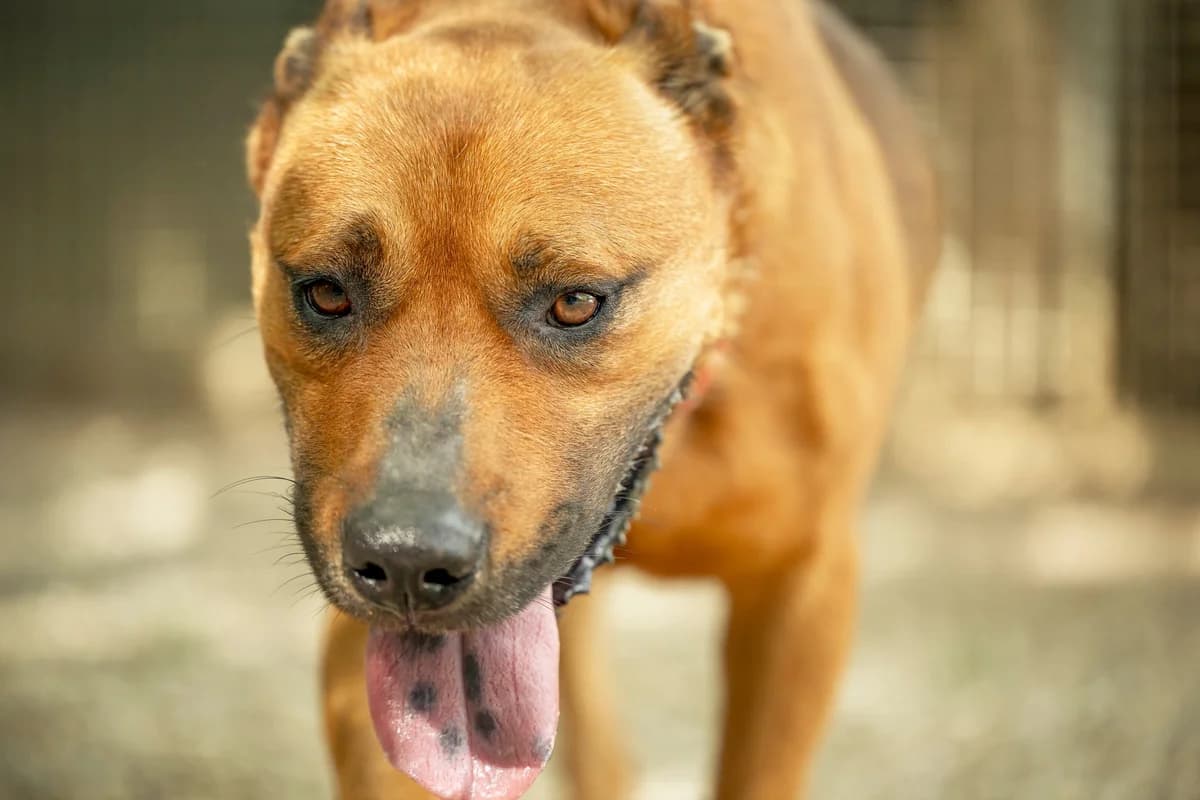 Tex, Fauve male Mixed Breed for adoption at Association Secours Protection Animale (Manosque), Manosque — photo 4 of 19