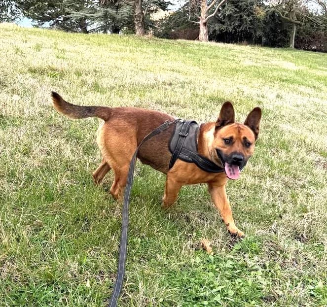 Tex, Fauve male Mixed Breed for adoption at Association Secours Protection Animale (Manosque), Manosque — photo 5 of 19