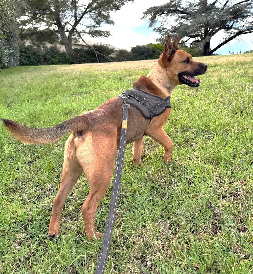 Tex, Fauve male Mixed Breed for adoption at Association Secours Protection Animale (Manosque), Manosque — photo 6 of 19