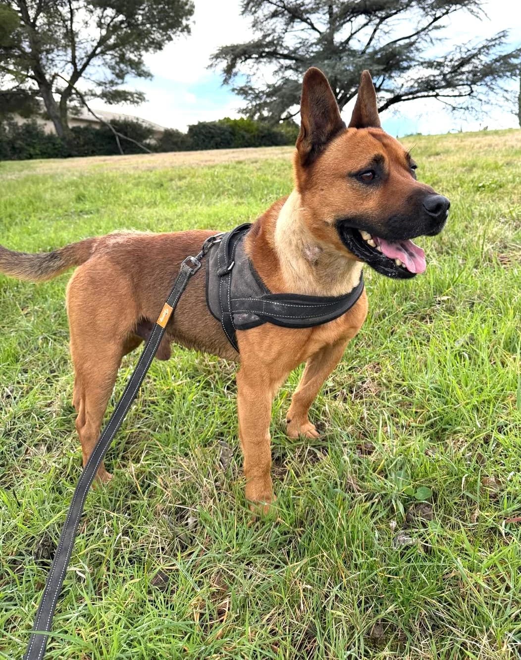 Tex, Fauve male Mixed Breed for adoption at Association Secours Protection Animale (Manosque), Manosque — photo 7 of 19