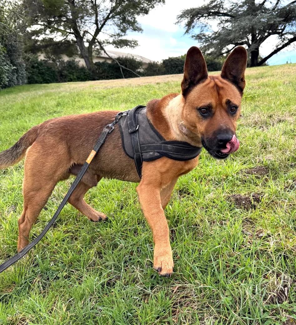 Tex, Fauve male Mixed Breed for adoption at Association Secours Protection Animale (Manosque), Manosque — photo 8 of 19