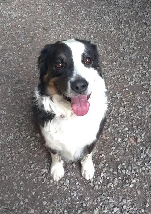 Oslo, Tricolore male Australian Shepherd for adoption at Association Secours Protection Animale (Manosque), Manosque