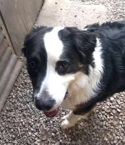 Oslo, Tricolore male Australian Shepherd for adoption at Association Secours Protection Animale (Manosque), Manosque — photo 2 of 3
