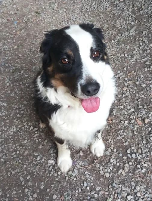 Oslo, Tricolore male Australian Shepherd for adoption at Association Secours Protection Animale (Manosque), Manosque — photo 3 of 3