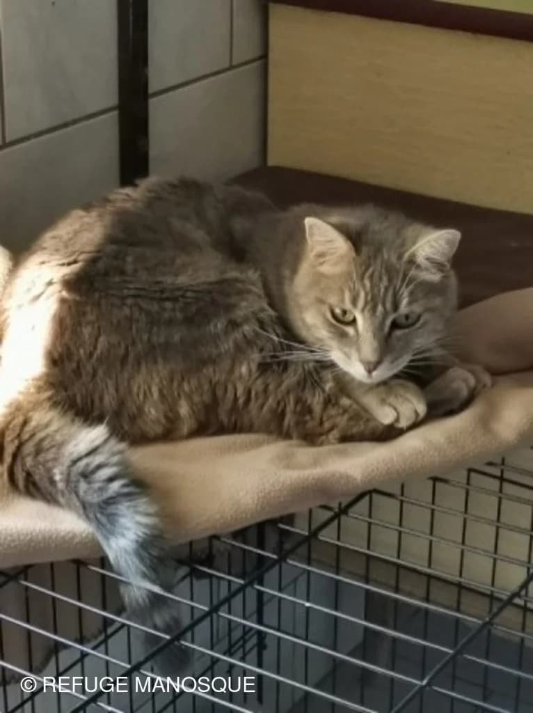 Harvey, Tigré male European Shorthair for adoption at Association Secours Protection Animale (Manosque), Manosque — photo 2 of 19