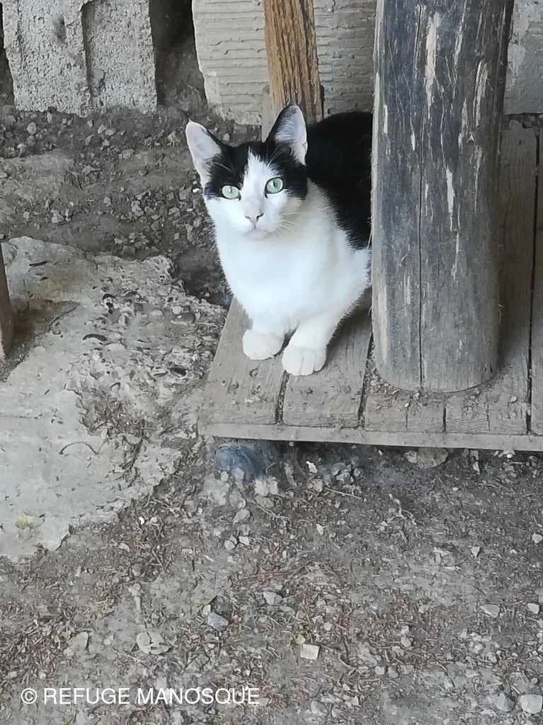 Harvey, Tigré male European Shorthair for adoption at Association Secours Protection Animale (Manosque), Manosque — photo 4 of 19