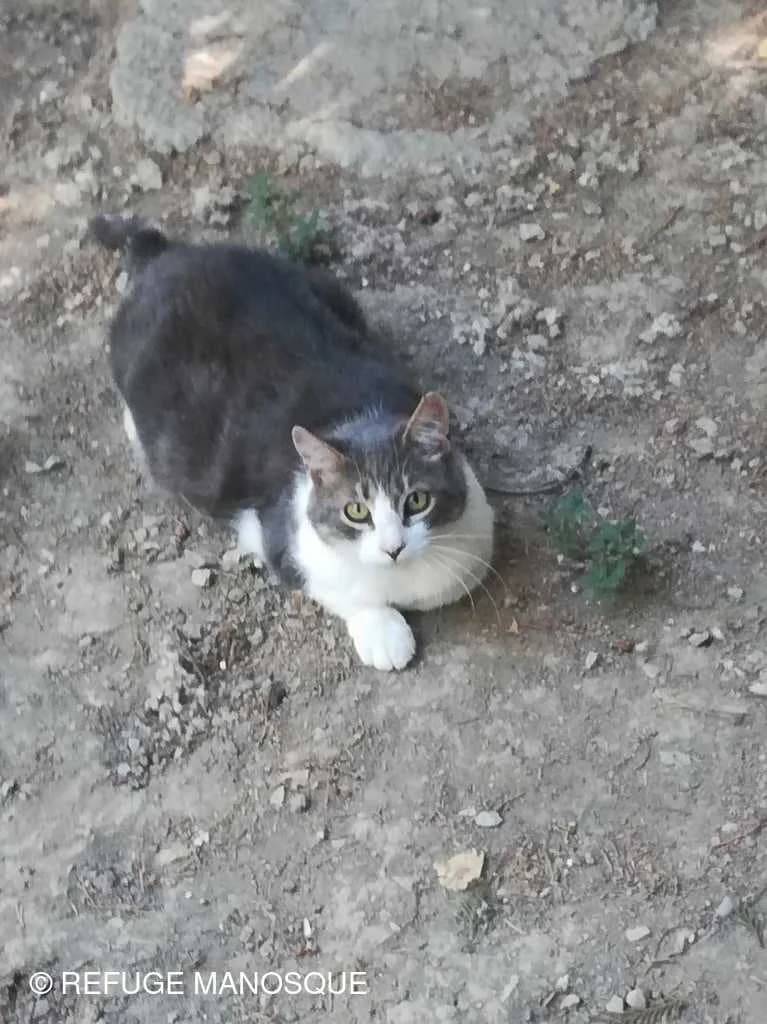Harvey, Tigré male European Shorthair for adoption at Association Secours Protection Animale (Manosque), Manosque — photo 5 of 19