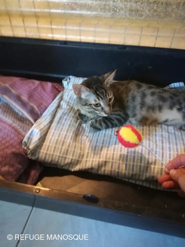 Harvey, Tigré male European Shorthair for adoption at Association Secours Protection Animale (Manosque), Manosque — photo 6 of 19