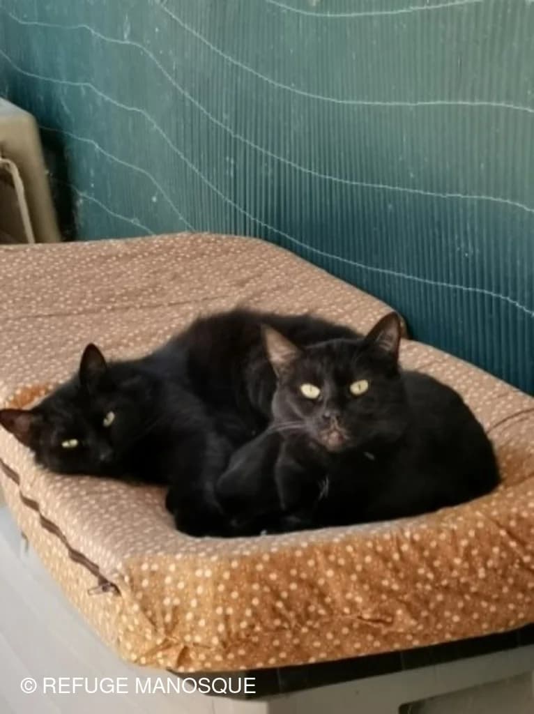 Harvey, Tigré male European Shorthair for adoption at Association Secours Protection Animale (Manosque), Manosque — photo 7 of 19