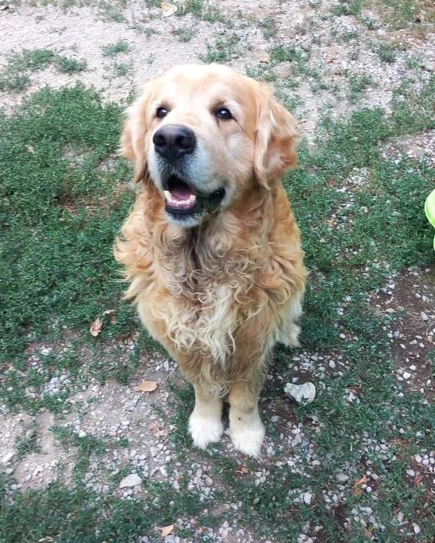 Droopy, Taille : male Golden Retriever for adoption at Association Secours Protection Animale (Manosque), Manosque
