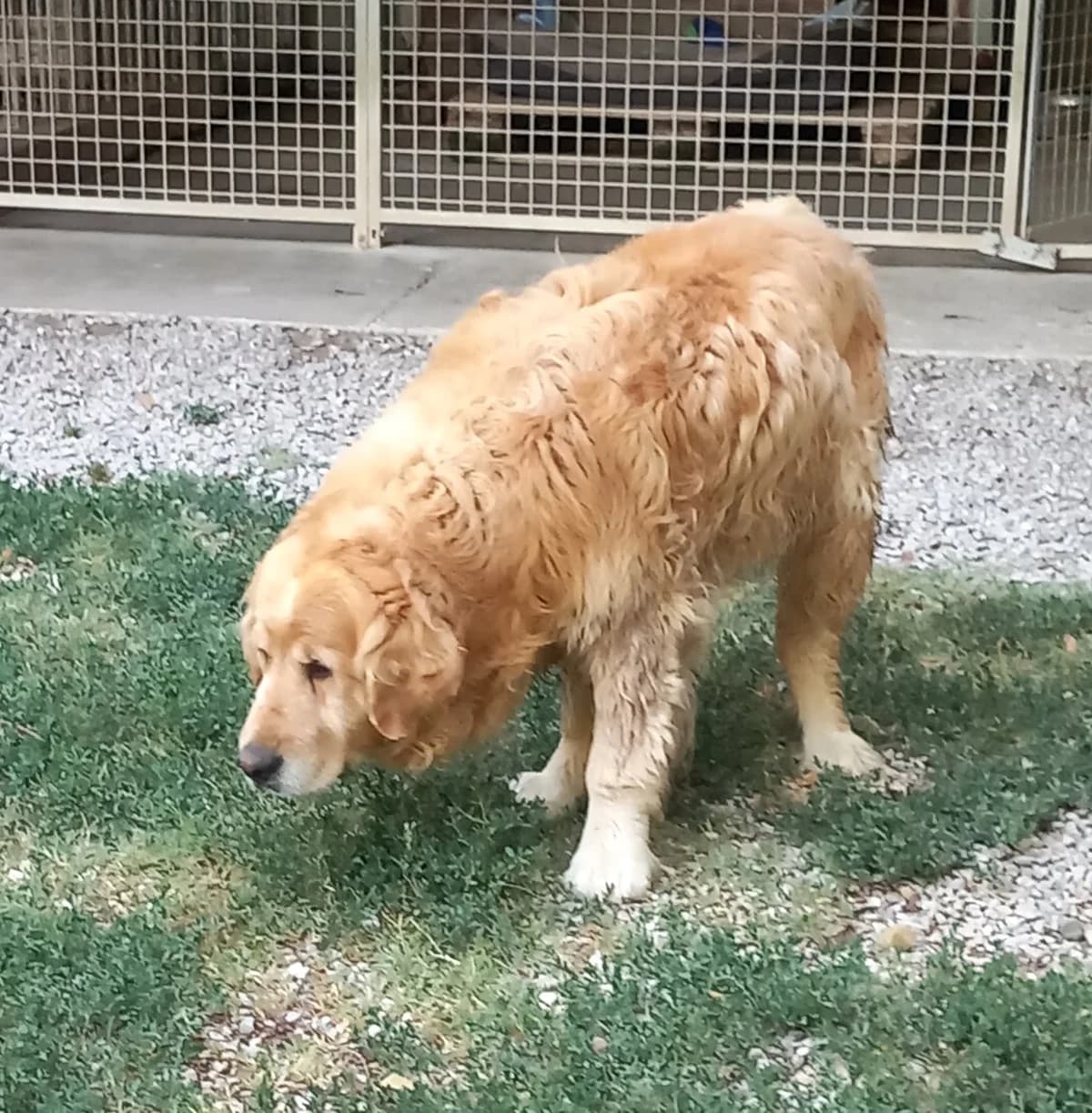 Droopy, Taille : male Golden Retriever for adoption at Association Secours Protection Animale (Manosque), Manosque — photo 2 of 4