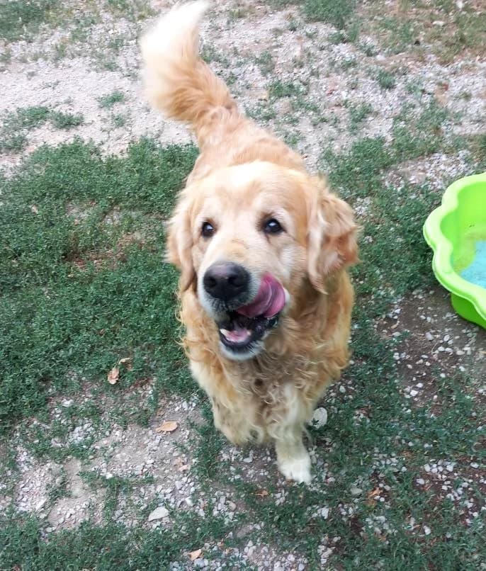 Droopy, Taille : male Golden Retriever for adoption at Association Secours Protection Animale (Manosque), Manosque — photo 3 of 4