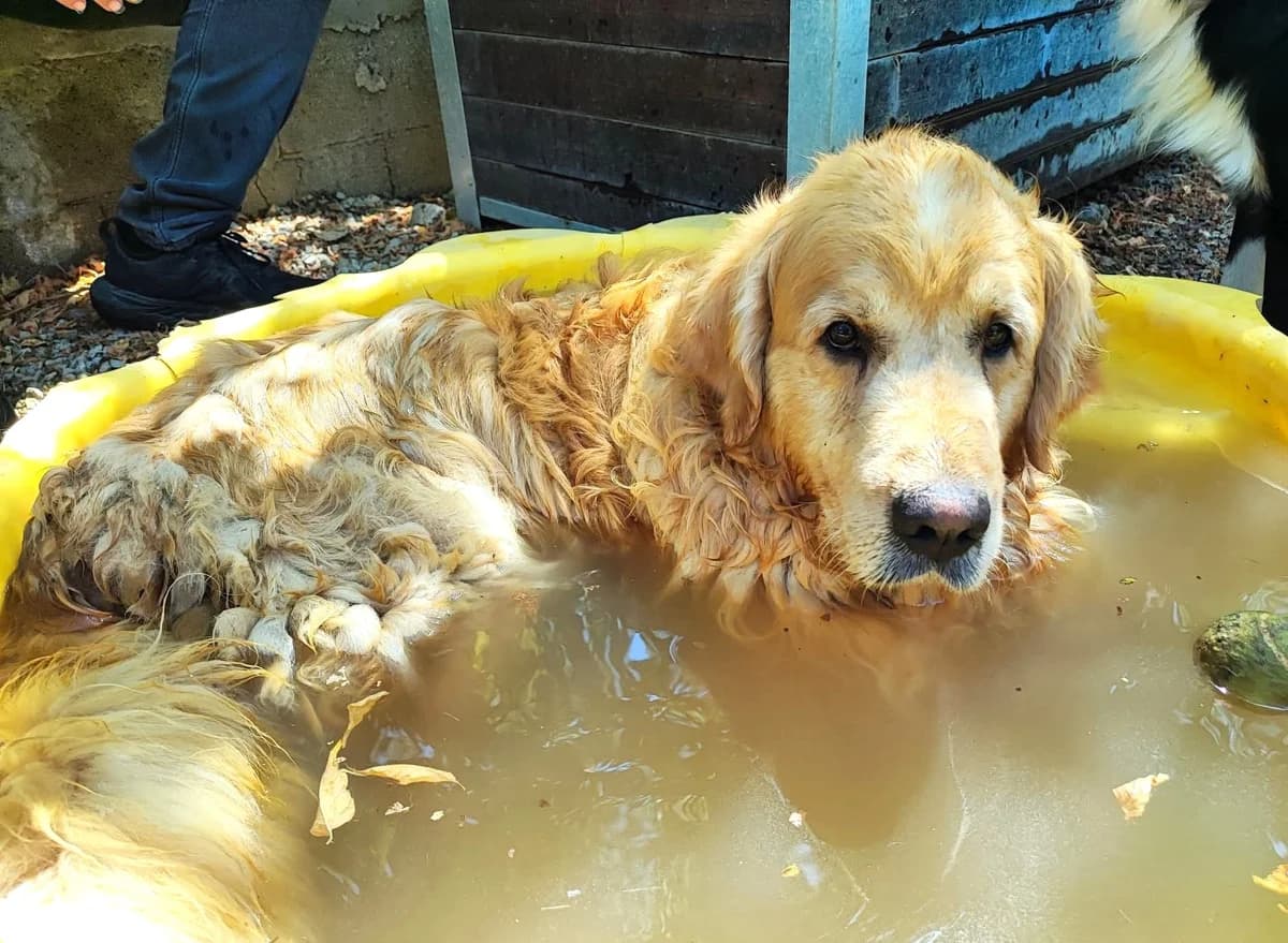 Droopy, Taille : male Golden Retriever for adoption at Association Secours Protection Animale (Manosque), Manosque — photo 4 of 4