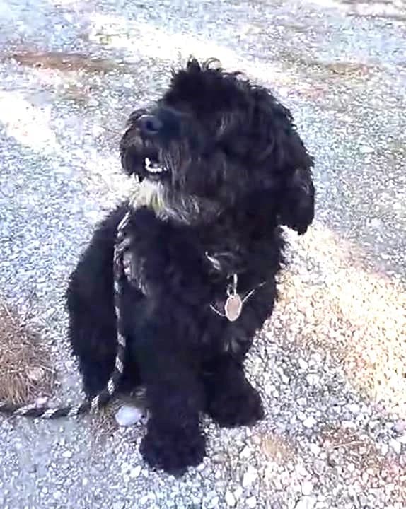 Micha, Taille : female Cockapoo for adoption at Association Secours Protection Animale (Manosque), Manosque