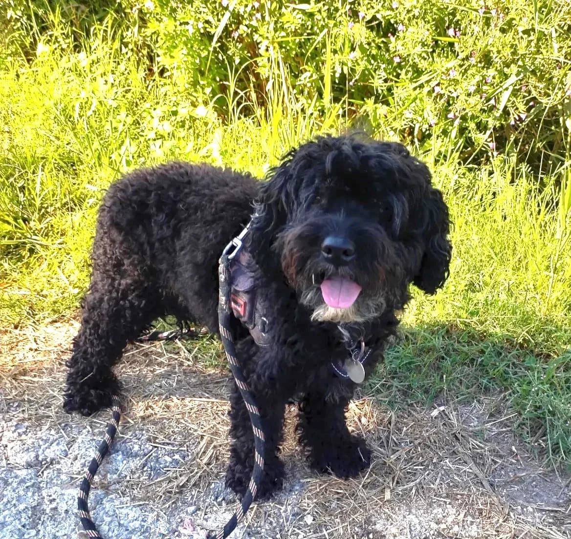 Micha, Taille : female Cockapoo for adoption at Association Secours Protection Animale (Manosque), Manosque — photo 2 of 2