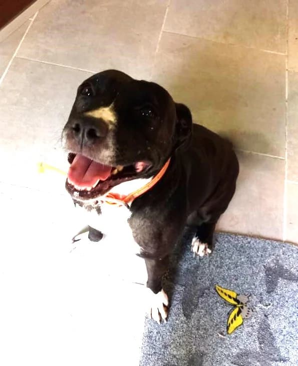 Patty, Taille : female Staffordshire Bull Terrier for adoption at Association Secours Protection Animale (Manosque), Manosque