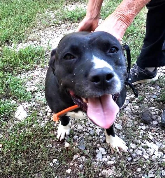 Patty, Taille : female Staffordshire Bull Terrier for adoption at Association Secours Protection Animale (Manosque), Manosque — photo 2 of 5