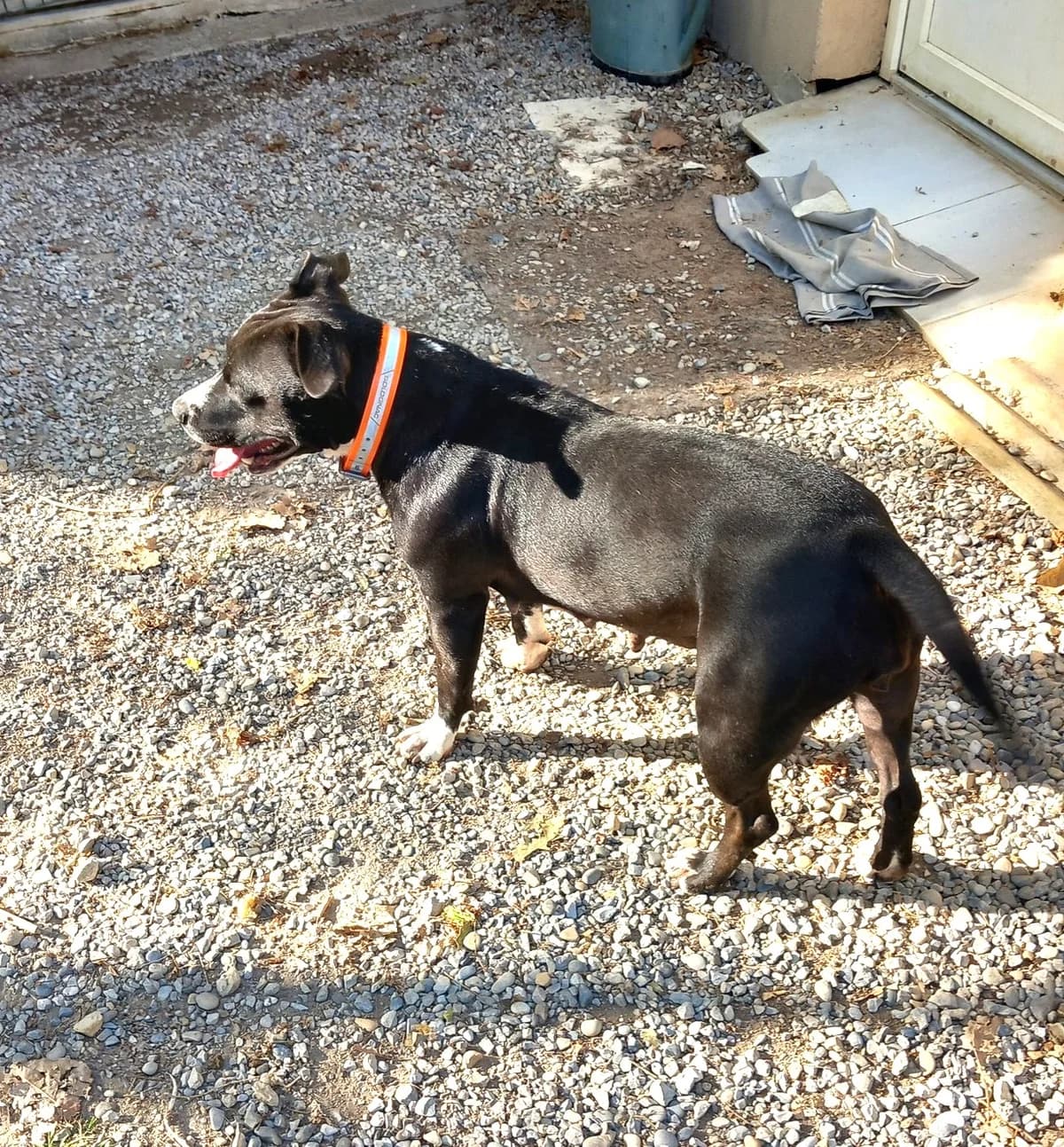 Patty, Taille : female Staffordshire Bull Terrier for adoption at Association Secours Protection Animale (Manosque), Manosque — photo 3 of 5