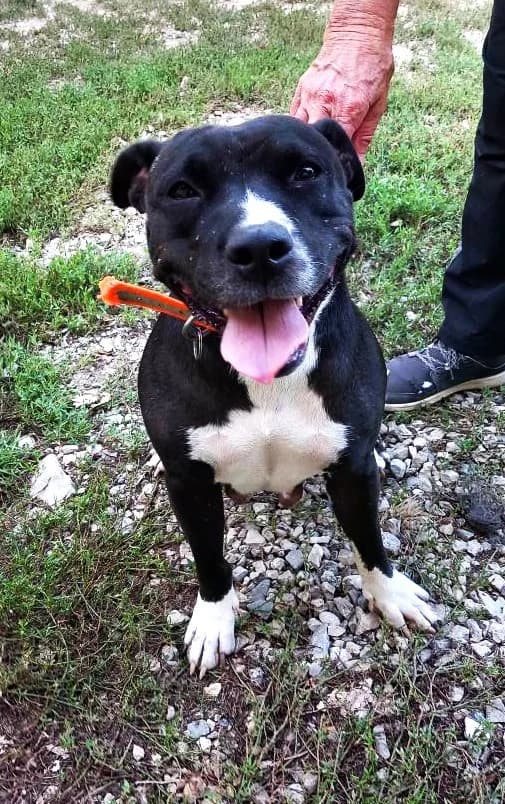 Patty, Taille : female Staffordshire Bull Terrier for adoption at Association Secours Protection Animale (Manosque), Manosque — photo 4 of 5