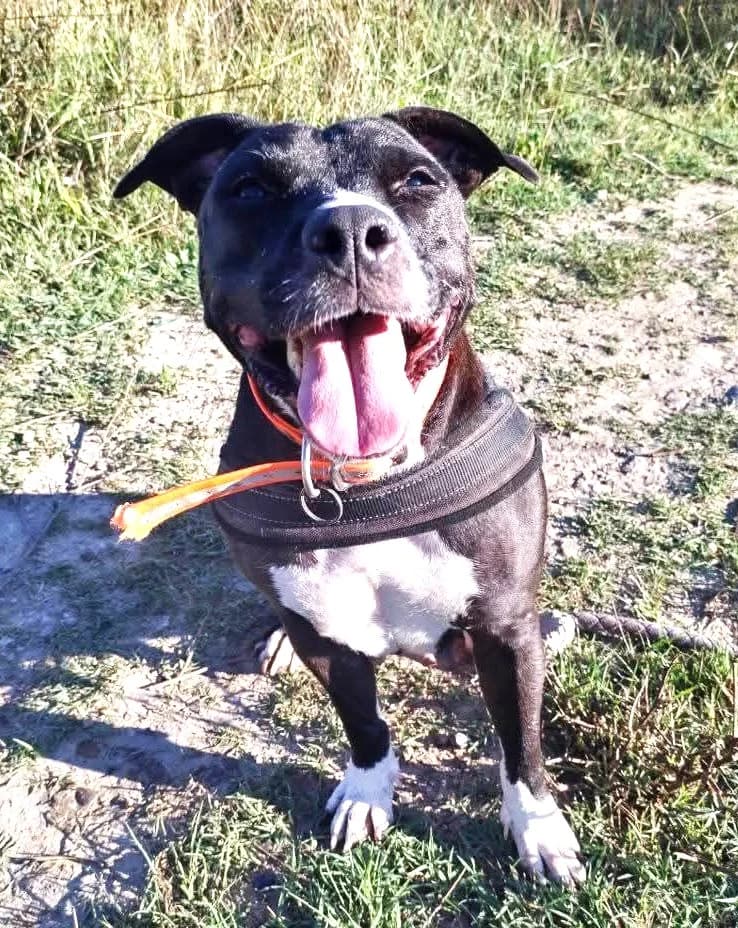 Patty, Taille : female Staffordshire Bull Terrier for adoption at Association Secours Protection Animale (Manosque), Manosque — photo 5 of 5