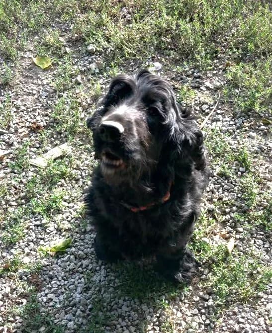 Ozone, Noir female Cocker Spaniel for adoption at Association Secours Protection Animale (Manosque), Manosque — photo 2 of 3