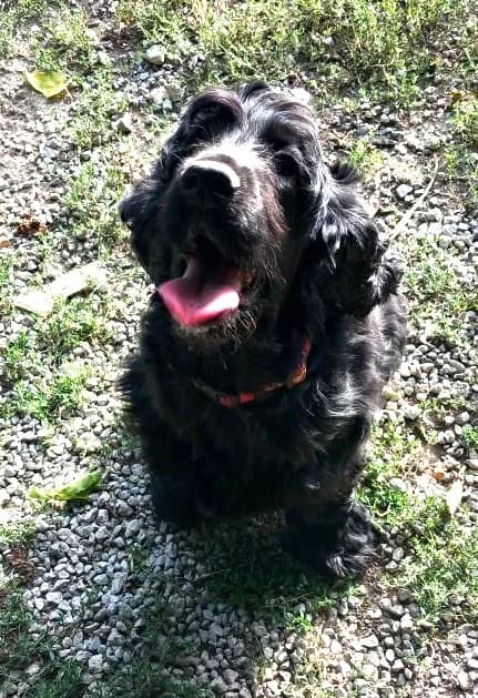 Ozone, Noir female Cocker Spaniel for adoption at Association Secours Protection Animale (Manosque), Manosque — photo 3 of 3