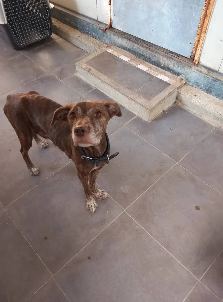 Nala, Date de naissance :  2018 female senior Labrador Retriever for adoption at Association Secours Protection Animale (Manosque), Manosque