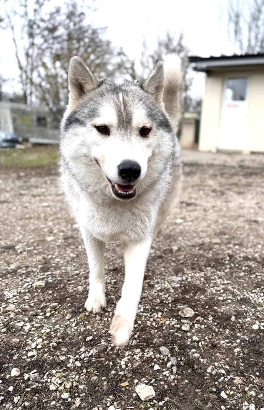 Raïko, Fleur de lys male Husky for adoption at Association Secours Protection Animale (Manosque), Manosque