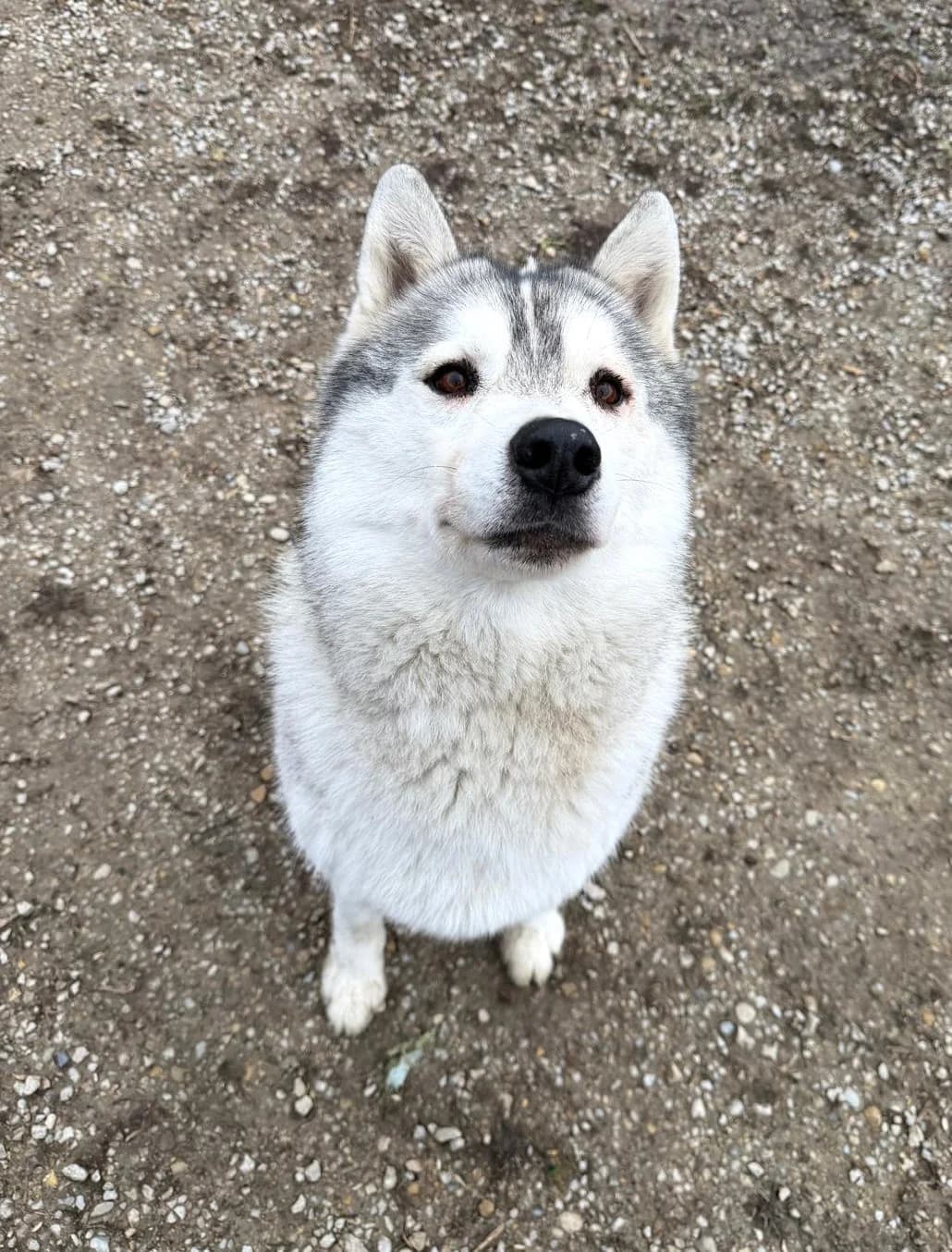 Raïko, Fleur de lys male Husky for adoption at Association Secours Protection Animale (Manosque), Manosque — photo 2 of 7