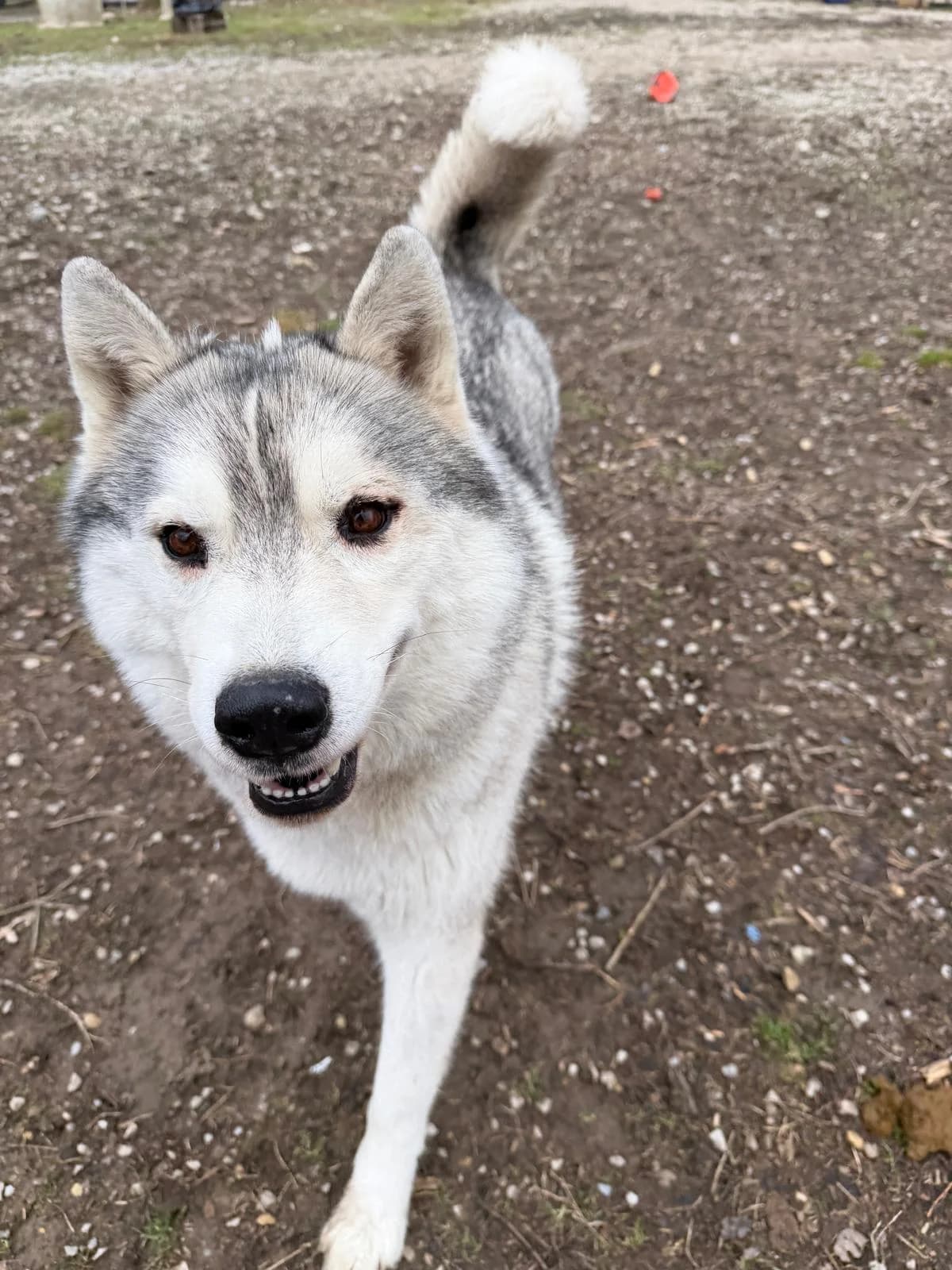 Raïko, Fleur de lys male Husky for adoption at Association Secours Protection Animale (Manosque), Manosque — photo 3 of 7