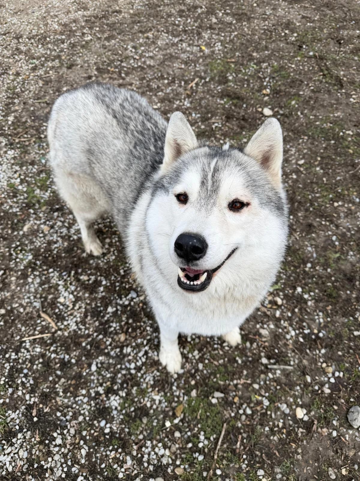 Raïko, Fleur de lys male Husky for adoption at Association Secours Protection Animale (Manosque), Manosque — photo 4 of 7