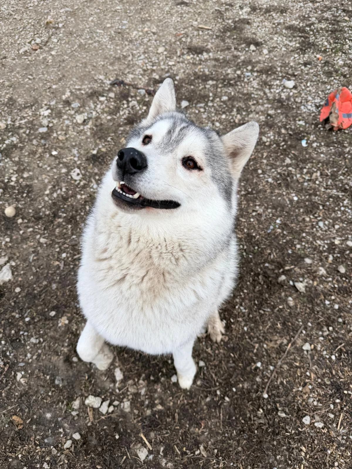 Raïko, Fleur de lys male Husky for adoption at Association Secours Protection Animale (Manosque), Manosque — photo 5 of 7