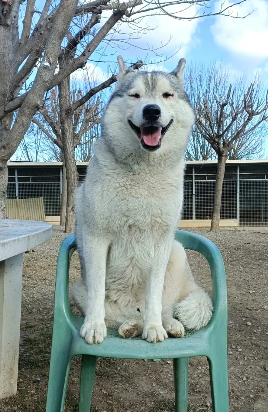 Raïko, Fleur de lys male Husky for adoption at Association Secours Protection Animale (Manosque), Manosque — photo 6 of 7