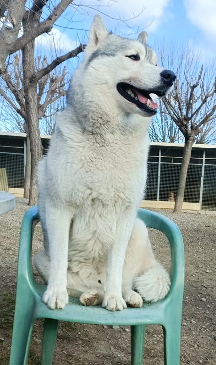 Raïko, Fleur de lys male Husky for adoption at Association Secours Protection Animale (Manosque), Manosque — photo 7 of 7