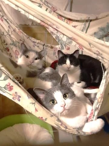 Nuage, European Shorthair (Association Secours Protection Animale (Manosque))