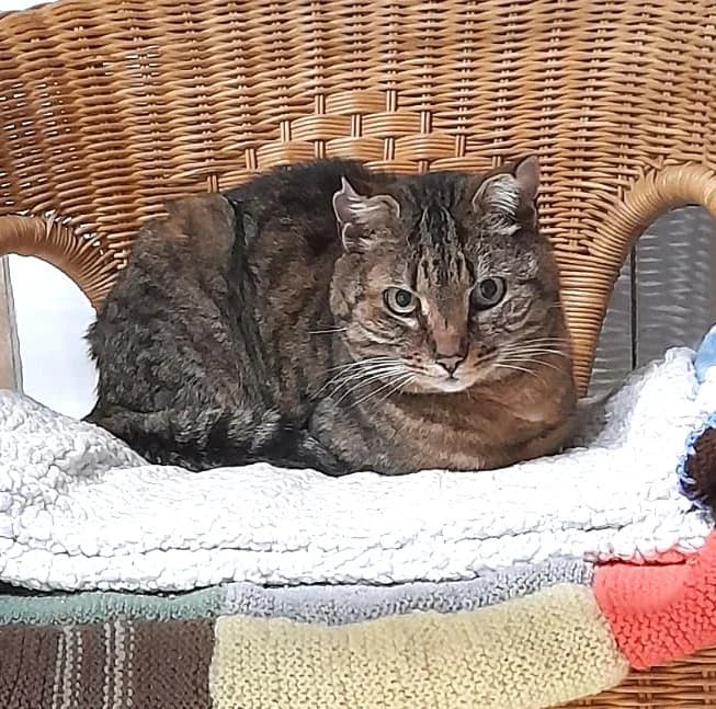 Angelo, European Shorthair (Association Secours Protection Animale (Manosque))