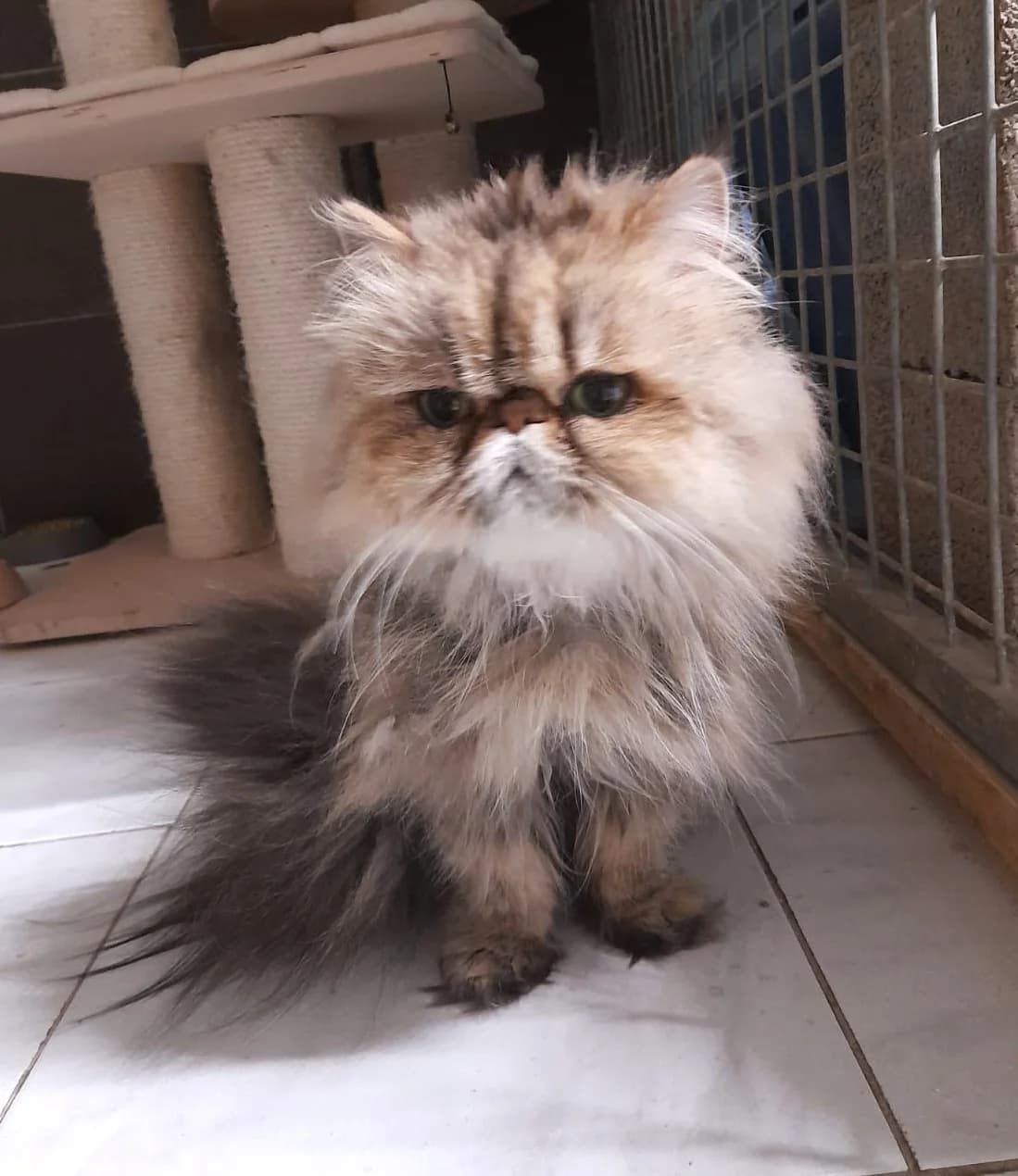 Utopia, Taille : female Persian for adoption at Association Secours Protection Animale (Manosque), Manosque